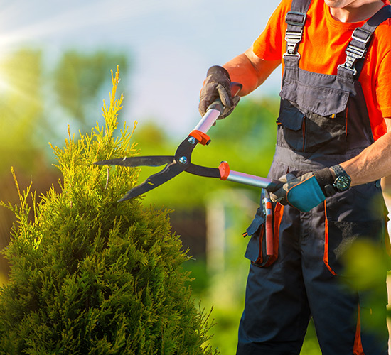 Local Tree Trimming