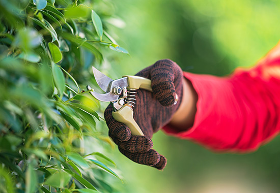 Tree Grooming